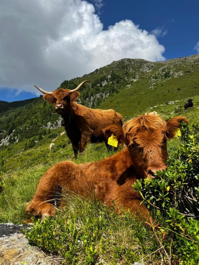 Die Acherberg Alm 외치 외부 사진